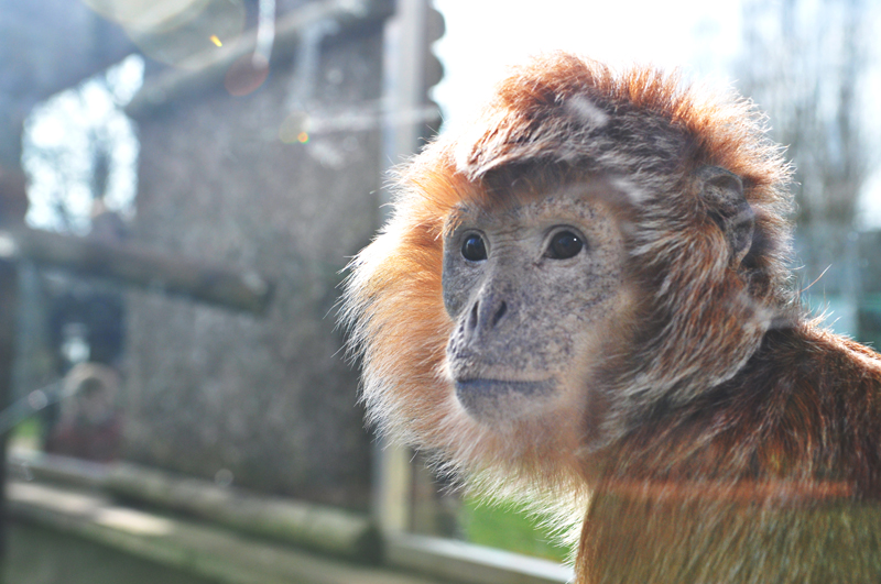 Javan Langur