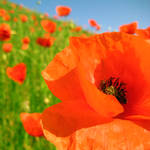 poppy love... by Toni-Dogma