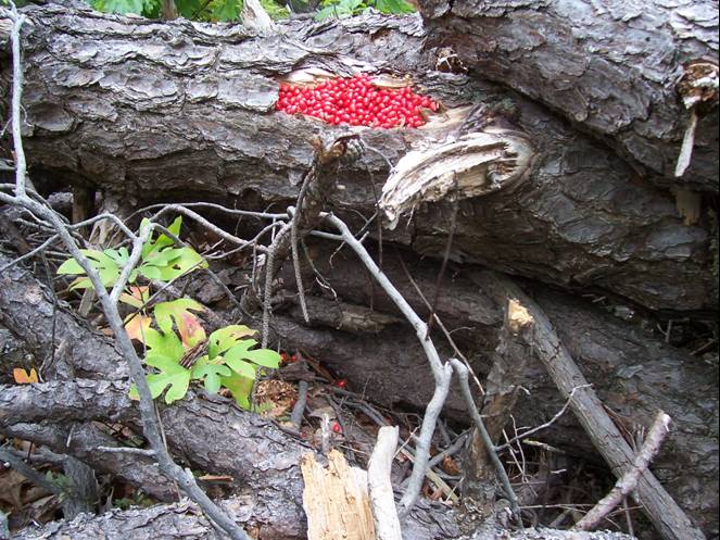 Goldsworthy Trigger