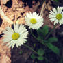 White Flowers