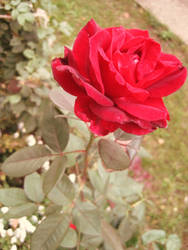 Red Rose