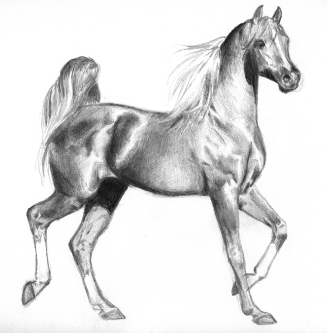 Arabian Horse Stallion