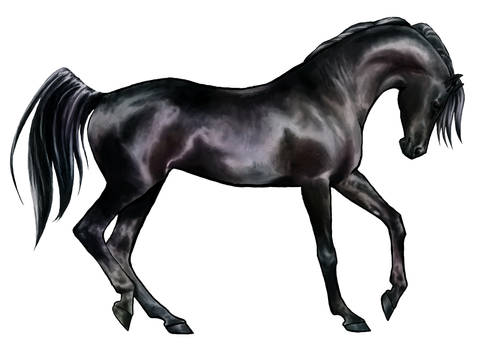 Shai'tan: Black Arabian Horse