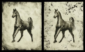 Arabian Horse Prints