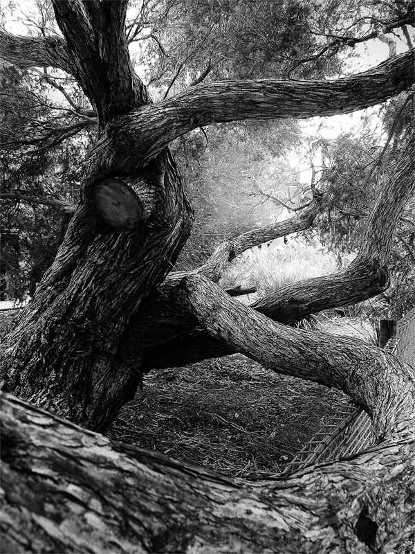 Tree Hug .updated by MediaDesign