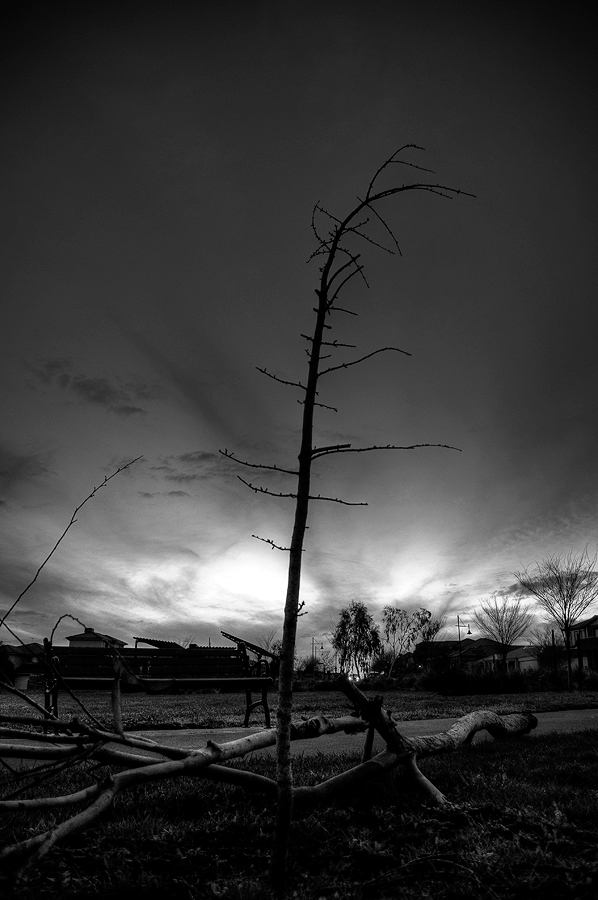 Twig by MediaDesign