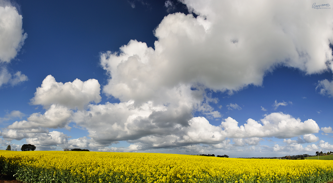 Canola Field Pan