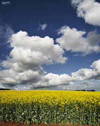 Canola Field