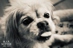 RIP Sophie