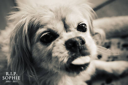 RIP Sophie