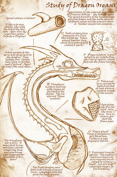 Dissecting the Dragon 1