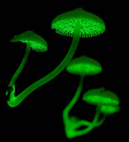 Glow In the Dark Mushrooms