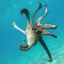 Octopus Vulgaris