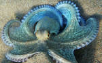 Octopus by serdarsuer