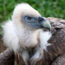 Vulture