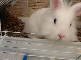 My bunny!