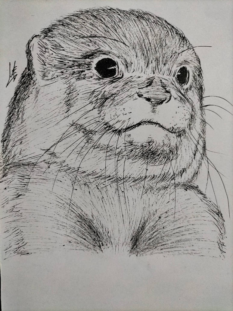 Otter practice drawing 1 by GENJI-WD on DeviantArt