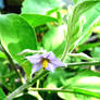 The eggplant bloom