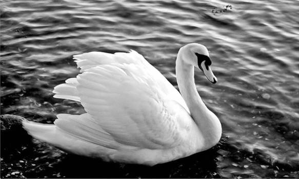 Swan