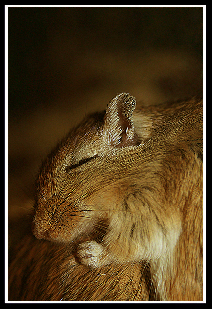 Sleeping Gerbil