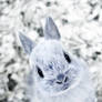 Little Bunny