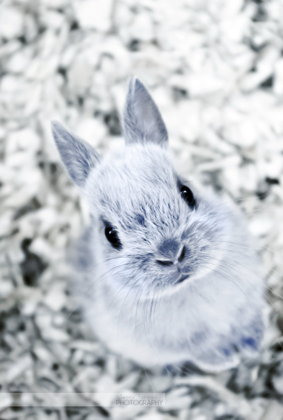 Little Bunny