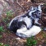 Arctic fox