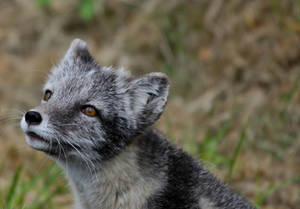 Cute arctic fox