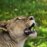 Lioness I