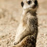 Meerkat I