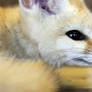 Fennec I