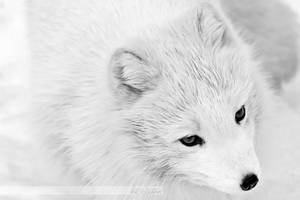 Arctic Fox Portrait 1