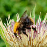 Cabbage Thistle with a bee