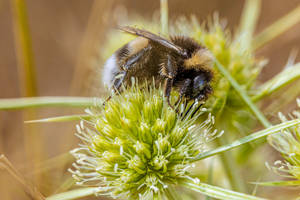 Bumblebee on a thistle