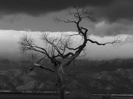 Washoe Valley Tree