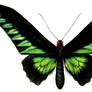 Trogonoptera Butterfly