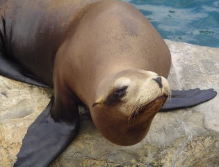 Another Sea Lion Pose