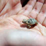 Baby Horny Toad