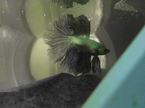 dovahkiin the betta fish 6