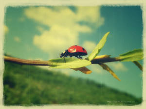 ladybug - vintage