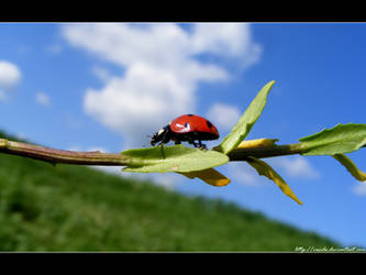 ladybug