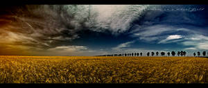 A dream in a wheat field -Pano