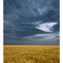 A dream in a wheat field Pano2