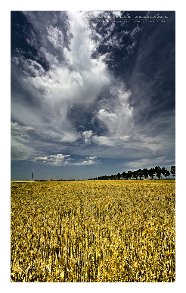 A dream in a wheat field Pano3