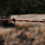 Color_rusty_barbed_wire