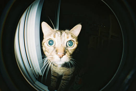 Fisheye Mellow's Cat