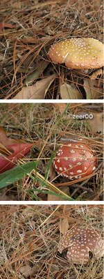 wild mushrooms :P
