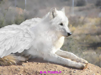 White angel wolf