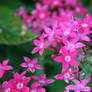 Pink Flowers