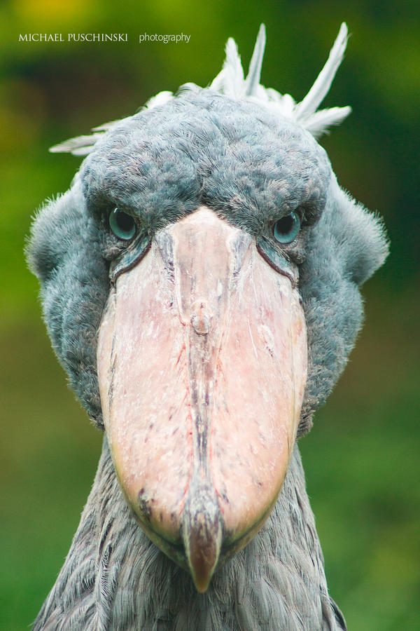 Shoebill